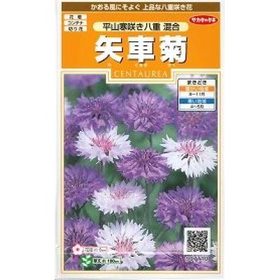 画像1: 花の種　矢車菊　平山寒咲き八重混合　約67粒　サカタのタネ（株）実咲200