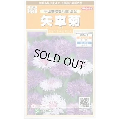 画像1: 花の種 矢車菊 平山寒咲き八重混合 約67粒 (株)サカタのタネ 実咲200（026366）