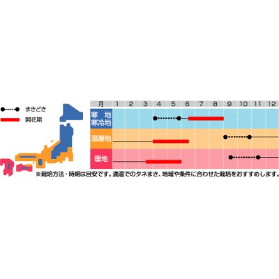 画像2: 花の種　矢車菊　平山寒咲き八重混合　約67粒　サカタのタネ（株）実咲200