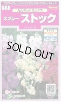 送料無料　花の種　スプレーストック　カルテットミックス　約75粒　(株)サカタのタネ　実咲350（026116）