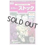 送料無料　花の種　スプレーストック　カルテットミックス　約75粒　(株)サカタのタネ　実咲350（026116）