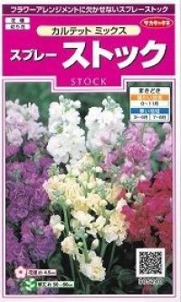 花の種　スプレーストック　カルテットミックス　約72粒　サカタのタネ（株）実咲350