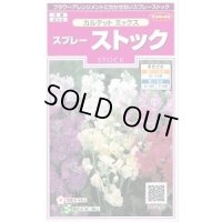 送料無料　花の種　スプレーストック　カルテットミックス　約75粒　(株)サカタのタネ　実咲350（026116）