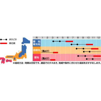 画像2: 花の種　スプレーストック　カルテットミックス　約72粒　サカタのタネ（株）実咲350