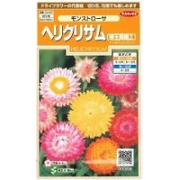 花の種 　ヘリクリサム　帝王貝細工　モンストローサ　約215粒　サカタのタネ（株）実咲200