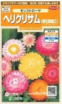 花の種 　ヘリクリサム　帝王貝細工　モンストローサ　約215粒　サカタのタネ（株）実咲200