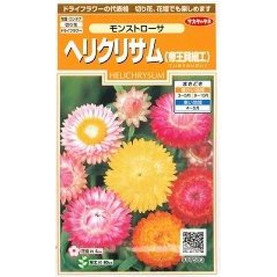 画像1: 花の種 　ヘリクリサム　帝王貝細工　モンストローサ　約215粒　サカタのタネ（株）実咲200