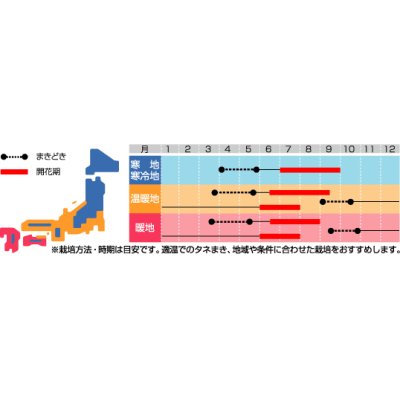 画像2: 花の種 　ヘリクリサム　帝王貝細工　モンストローサ　約215粒　サカタのタネ（株）実咲200