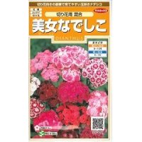 花の種　美女なでしこ　切り花用混合 　約175粒　サカタのタネ（株）実咲200