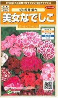 花の種　美女なでしこ　切り花用混合 　約175粒　サカタのタネ（株）実咲200