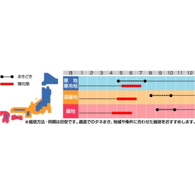 画像2: 花の種　美女なでしこ　切り花用混合 　約175粒　サカタのタネ（株）実咲200