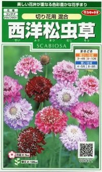 花の種　西洋松虫草　切り花用混合　約43粒　サカタのタネ