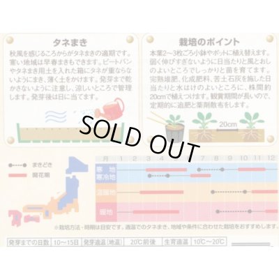 画像2: 花の種 パンジー 虹色スミレ ミックス 約35粒 (株)サカタのタネ 実咲500（026387）