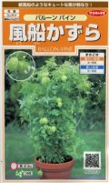 送料無料　花の種　風船かずら　(株)サカタのタネ　　実咲200（026350）