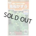 送料無料　花の種　風船かずら　(株)サカタのタネ　　実咲200（026350）