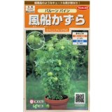送料無料　花の種　風船かずら　(株)サカタのタネ　　実咲200（026350）