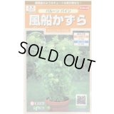 送料無料　花の種　風船かずら　(株)サカタのタネ　　実咲200（026350）