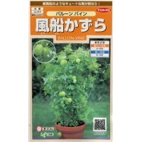 花の種　風船かずら　　約11粒　　サカタのタネ（株）実咲200