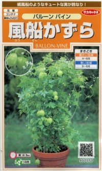 花の種　風船かずら　　約11粒　　サカタのタネ（株）実咲200