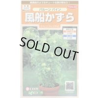 送料無料　花の種　風船かずら　(株)サカタのタネ　　実咲200（026350）