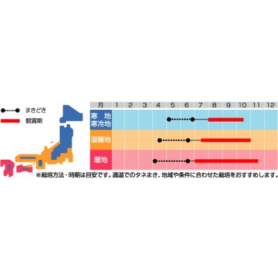 画像2: 送料無料　花の種　風船かずら　(株)サカタのタネ　　実咲200（026350）