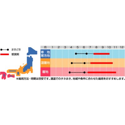 画像2: 花の種　風船かずら　　約11粒　　サカタのタネ（株）実咲200