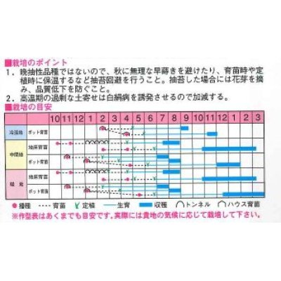 画像2: [ねぎ]　輝光　20ml　渡辺交配