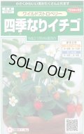 送料無料　花の種　ワイルドストロベリー　(四季なりイチゴ)　約143粒　　(株)サカタのタネ　実咲250（026217）