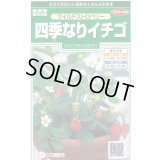 送料無料　花の種　ワイルドストロベリー　(四季なりイチゴ)　約143粒　　(株)サカタのタネ　実咲250（026217）
