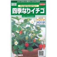 花の種　ワイルドストロベリー　（四季なりイチゴ）　約143粒　サカタのタネ（株）実咲250