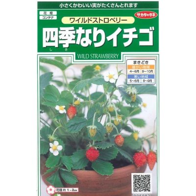 画像1: 花の種　ワイルドストロベリー　（四季なりイチゴ）　約143粒　サカタのタネ（株）実咲250