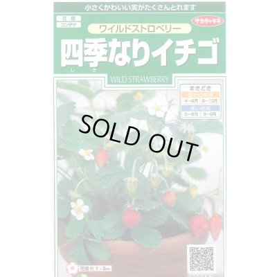 画像1: 送料無料　花の種　ワイルドストロベリー　(四季なりイチゴ)　約143粒　　(株)サカタのタネ　実咲250（026217）