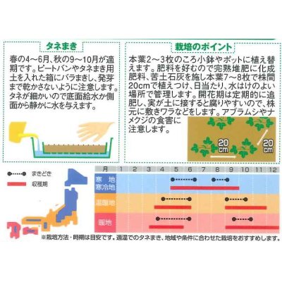 画像2: 花の種　ワイルドストロベリー　（四季なりイチゴ）　約143粒　サカタのタネ（株）実咲250