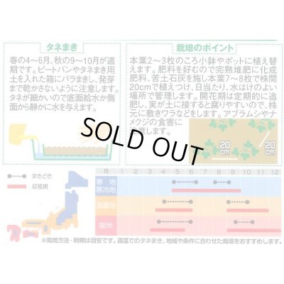 画像2: 送料無料　花の種　ワイルドストロベリー　(四季なりイチゴ)　約143粒　　(株)サカタのタネ　実咲250（026217）