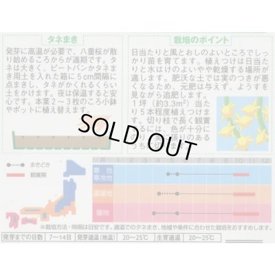 画像2: 送料無料　花の種　カナリアナス　(とげなしつのなす)　約39粒　(株)サカタのタネ　実咲250（026258）