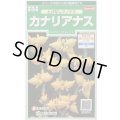 送料無料　花の種　カナリアナス　(とげなしつのなす)　約39粒　(株)サカタのタネ　実咲250（026258）