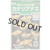 送料無料　花の種　カナリアナス　(とげなしつのなす)　約39粒　(株)サカタのタネ　実咲250（026258）