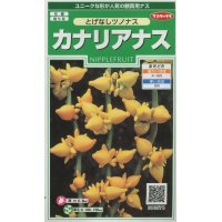 花の種　カナリアナス　（とげなしつのなす）　約39粒　サカタのタネ（株）実咲250