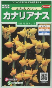 花の種　カナリアナス　（とげなしつのなす）　約39粒　サカタのタネ（株）実咲250