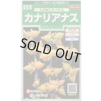 送料無料　花の種　カナリアナス　(とげなしつのなす)　約39粒　(株)サカタのタネ　実咲250（026258）