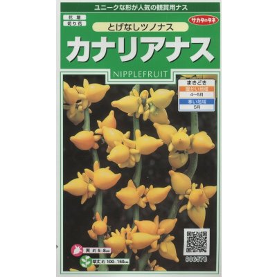 画像1: 送料無料　花の種　カナリアナス　(とげなしつのなす)　約39粒　(株)サカタのタネ　実咲250（026258）