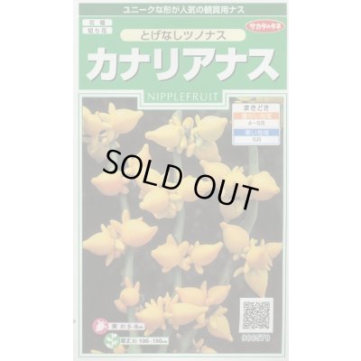 画像1: 送料無料　花の種　カナリアナス　(とげなしつのなす)　約39粒　(株)サカタのタネ　実咲250（026258）