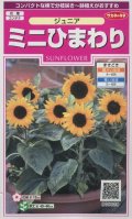 送料無料　花の種　ミニひまわり　ジュニア　15粒　(株)サカタのタネ　実咲350（026150）
