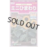 送料無料　花の種　ミニひまわり　ジュニア　15粒　(株)サカタのタネ　実咲350（026150）