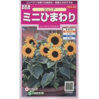 花の種　ミニひまわり　ジュニア　15粒　サカタのタネ（株）実咲350