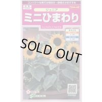 送料無料　花の種　ミニひまわり　ジュニア　15粒　(株)サカタのタネ　実咲350（026150）