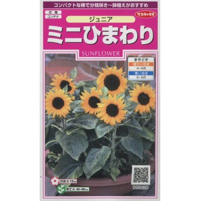 画像1: 花の種　ミニひまわり　ジュニア　15粒　サカタのタネ（株）実咲350