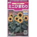 画像1: 花の種　ミニひまわり　ジュニア　15粒　サカタのタネ（株）実咲350 (1)