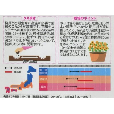 画像2: 花の種　ミニひまわり　ジュニア　15粒　サカタのタネ（株）実咲350