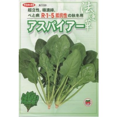 画像2: [ほうれんそう]　アグレッシブ　種子サイズ：M　　3万粒　（株）サカタのタネ